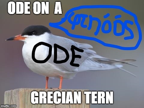 ODE ON  A; GRECIAN TERN | image tagged in funny animals | made w/ Imgflip meme maker
