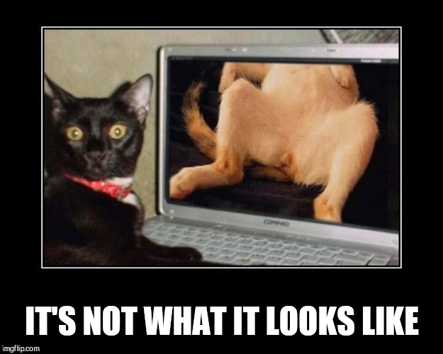 Naughty Cat | IT'S NOT WHAT IT LOOKS LIKE | image tagged in naughty cat | made w/ Imgflip meme maker