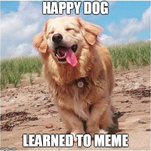 Happy Dog | HAPPY DOG; LEARNED TO MEME | image tagged in happy dog | made w/ Imgflip meme maker