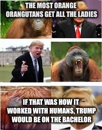 THE MOST ORANGE ORANGUTANS GET ALL THE LADIES; IF THAT WAS HOW IT WORKED WITH HUMANS, TRUMP WOULD BE ON THE BACHELOR | image tagged in funny | made w/ Imgflip meme maker