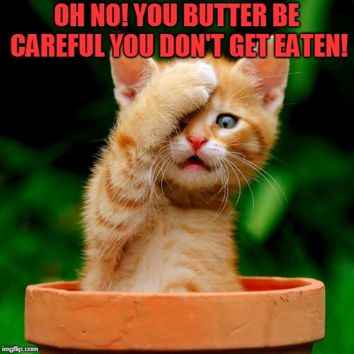 Cat face palm  | OH NO! YOU BUTTER BE CAREFUL YOU DON'T GET EATEN! | image tagged in cat face palm | made w/ Imgflip meme maker