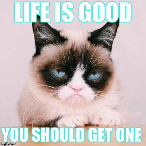 grumpy cat again | LIFE IS GOOD; YOU SHOULD GET ONE | image tagged in grumpy cat again | made w/ Imgflip meme maker