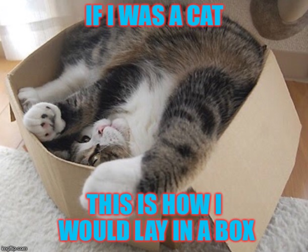 IF I WAS A CAT; THIS IS HOW I WOULD LAY IN A BOX | image tagged in cat,weird stuff i do,random | made w/ Imgflip meme maker