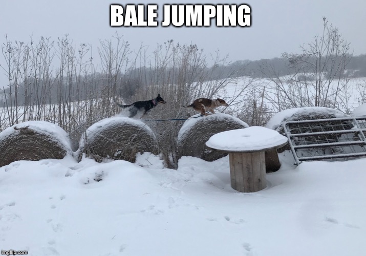 BALE JUMPING | image tagged in bale jumping | made w/ Imgflip meme maker