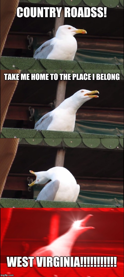Inhaling Seagull Meme | COUNTRY ROADSS! TAKE ME HOME TO THE PLACE I BELONG; WEST VIRGINIA!!!!!!!!!!! | image tagged in memes,inhaling seagull | made w/ Imgflip meme maker