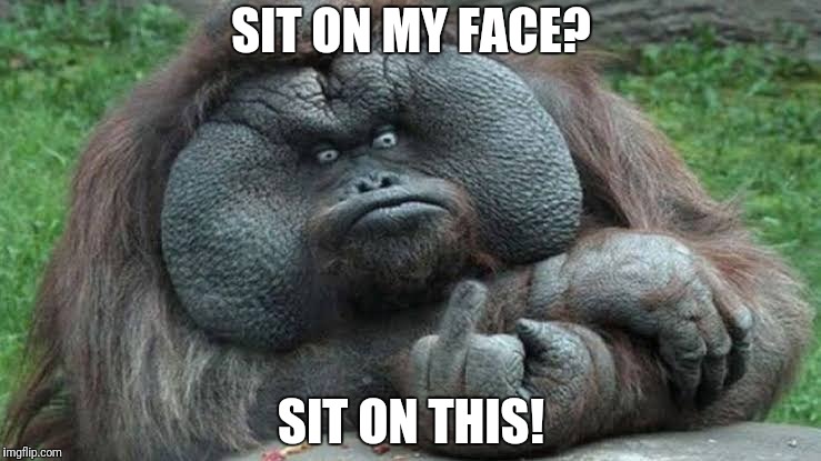 Sit on my face? | SIT ON MY FACE? SIT ON THIS! | image tagged in funny monkey,flat face,sit on this | made w/ Imgflip meme maker