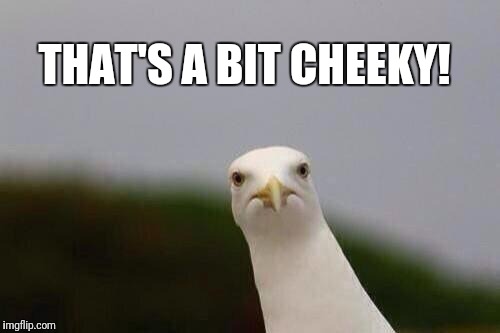 Cheeky gull | THAT'S A BIT CHEEKY! | image tagged in cheeky gull | made w/ Imgflip meme maker