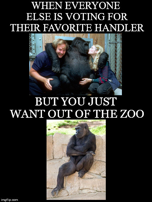 You Just Want.... | WHEN EVERYONE ELSE IS VOTING FOR THEIR FAVORITE HANDLER; BUT YOU JUST WANT OUT OF THE ZOO | image tagged in handler,zoo,voting,out,rigged,system | made w/ Imgflip meme maker
