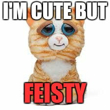 feisty pet (cat) | I'M CUTE BUT; FEISTY | image tagged in feisty pet cat | made w/ Imgflip meme maker