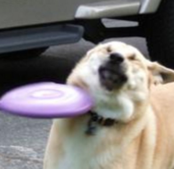 High Quality frisbee Doge zoom Blank Meme Template