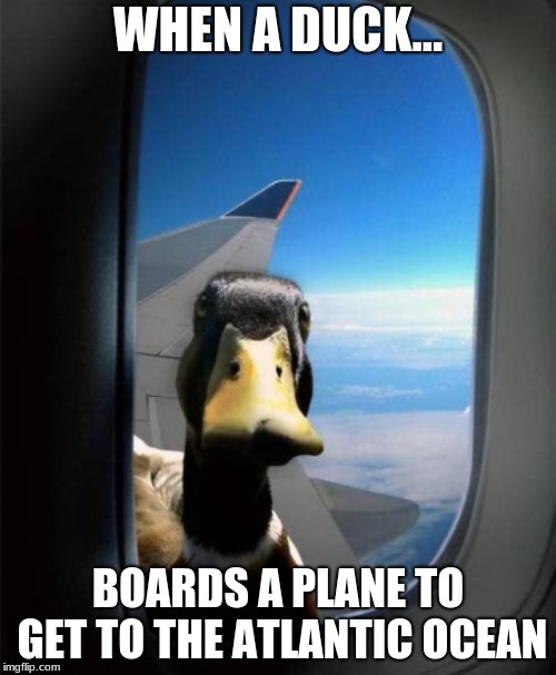 Duck on plane wing | WHEN A DUCK... BOARDS A PLANE TO GET TO THE ATLANTIC OCEAN | image tagged in duck on plane wing | made w/ Imgflip meme maker