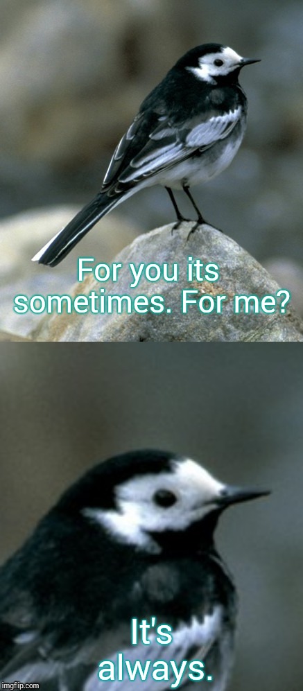 Clinically Depressed Pied Wagtail | For you its sometimes. For me? It's always. | image tagged in clinically depressed pied wagtail | made w/ Imgflip meme maker