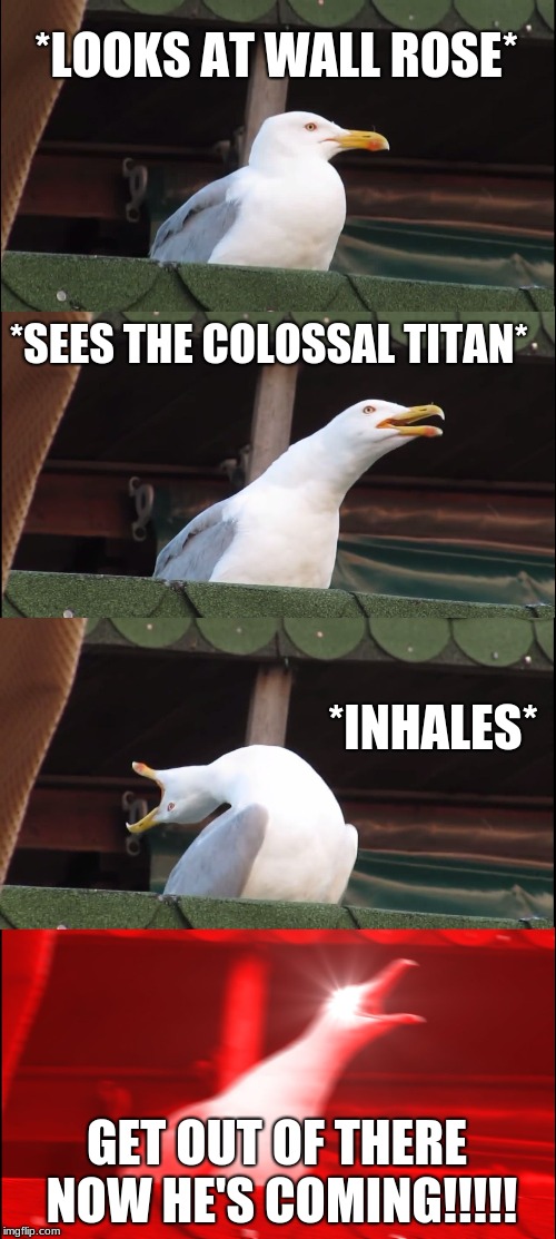 Inhaling Seagull Meme | *LOOKS AT WALL ROSE*; *SEES THE COLOSSAL TITAN*; *INHALES*; GET OUT OF THERE NOW HE'S COMING!!!!! | image tagged in memes,inhaling seagull | made w/ Imgflip meme maker