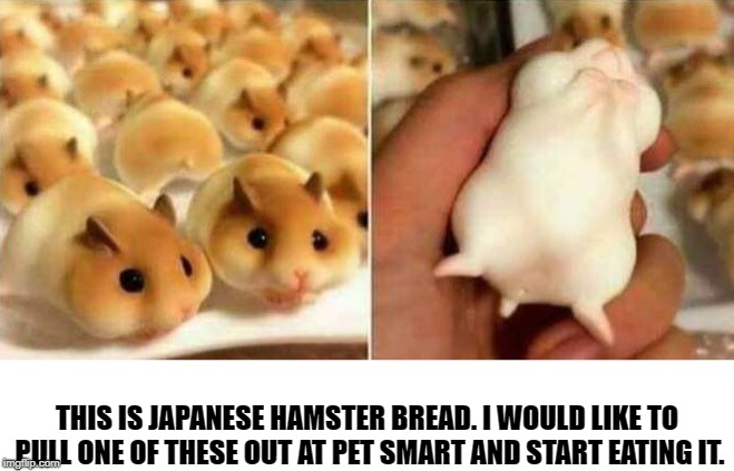 hamster bread | THIS IS JAPANESE HAMSTER BREAD. I WOULD LIKE TO PULL ONE OF THESE OUT AT PET SMART AND START EATING IT. | image tagged in hamster bread,petsmart,cute,funny | made w/ Imgflip meme maker