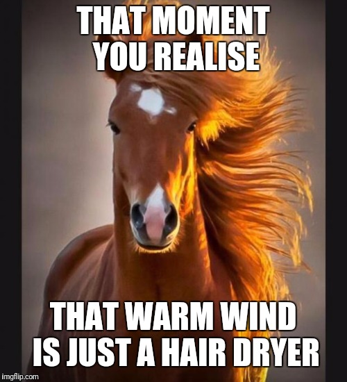 Horse | THAT MOMENT YOU REALISE; THAT WARM WIND IS JUST A HAIR DRYER | image tagged in horse | made w/ Imgflip meme maker