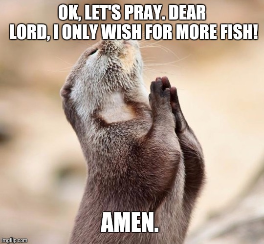 animal praying | OK, LET'S PRAY.
DEAR LORD, I ONLY WISH FOR MORE FISH! AMEN. | image tagged in animal praying | made w/ Imgflip meme maker