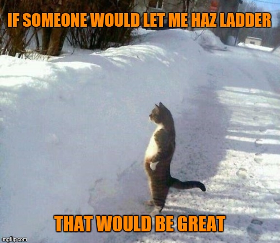 That would be great cat | IF SOMEONE WOULD LET ME HAZ LADDER; THAT WOULD BE GREAT | image tagged in memes,funny,that would be great,cats,snow | made w/ Imgflip meme maker
