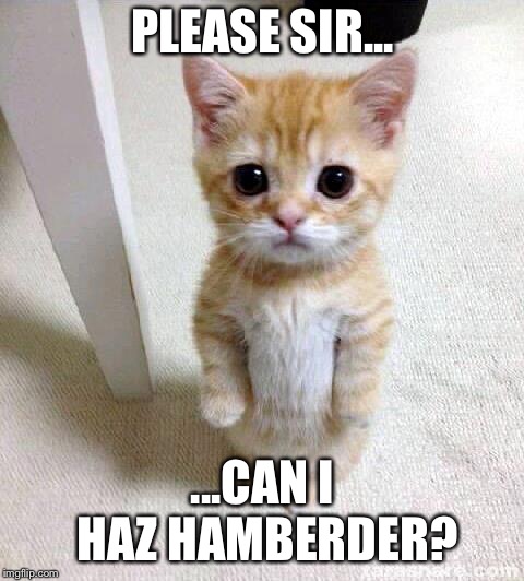 Cute Cat | PLEASE SIR... ...CAN I HAZ HAMBERDER? | image tagged in memes,cute cat | made w/ Imgflip meme maker