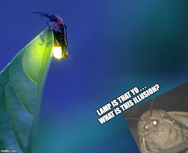 moth has found true love | LAMP IS THAT YO . . .       WHAT IS THIS ILLUSION? | image tagged in memes | made w/ Imgflip meme maker
