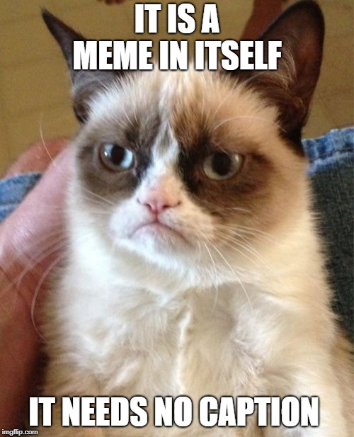 no caption  | IT IS A MEME IN ITSELF; IT NEEDS NO CAPTION | image tagged in memes,grumpy cat | made w/ Imgflip meme maker