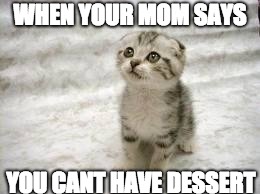 The Most Important thing in life has been taken away from me | WHEN YOUR MOM SAYS; YOU CANT HAVE DESSERT | image tagged in memes,sad cat | made w/ Imgflip meme maker