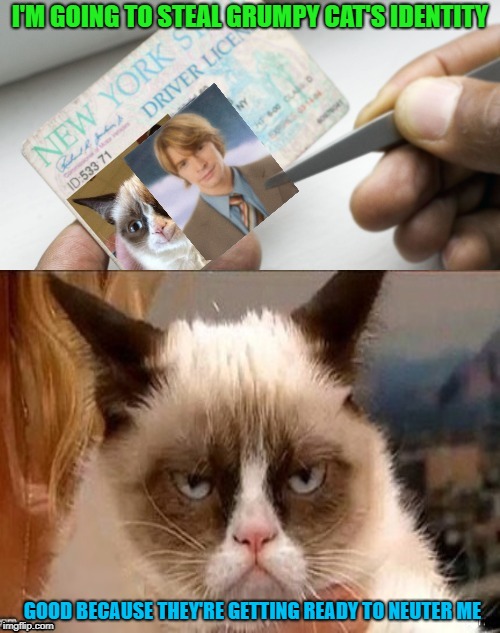 Identity Thief | I'M GOING TO STEAL GRUMPY CAT'S IDENTITY; GOOD BECAUSE THEY'RE GETTING READY TO NEUTER ME | image tagged in memes,grumpy cat,cat,cats,identity theft | made w/ Imgflip meme maker