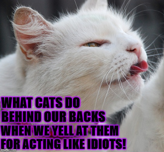 WHAT CATS DO BEHIND OUR BACKS; WHEN WE YELL AT THEM FOR ACTING LIKE IDIOTS! | image tagged in what cats do | made w/ Imgflip meme maker