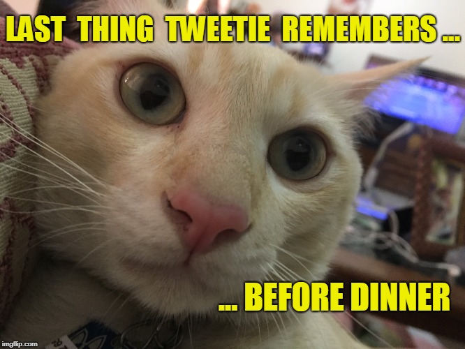 Hungry Cat | LAST  THING  TWEETIE  REMEMBERS ... ... BEFORE DINNER | image tagged in funny memes | made w/ Imgflip meme maker
