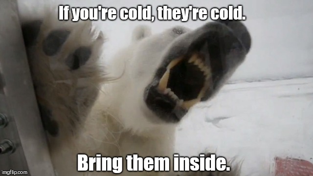 If you're cold, they're cold. Bring them inside. | image tagged in baby it's cold outside,angry polar bear,animal rights activism,funny | made w/ Imgflip meme maker