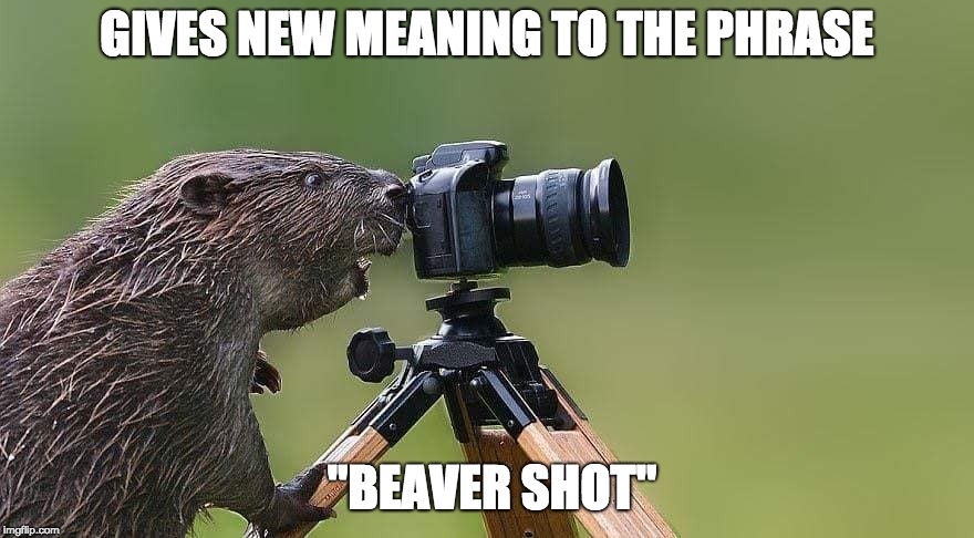 GIVES NEW MEANING TO THE PHRASE; "BEAVER SHOT" | image tagged in funny memes,animals | made w/ Imgflip meme maker