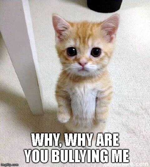 Cute Cat Meme | WHY, WHY ARE YOU BULLYING ME | image tagged in memes,cute cat | made w/ Imgflip meme maker