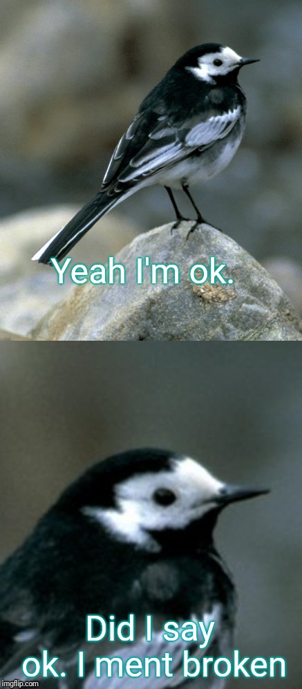 Clinically Depressed Pied Wagtail | Yeah I'm ok. Did I say ok. I ment broken | image tagged in clinically depressed pied wagtail | made w/ Imgflip meme maker