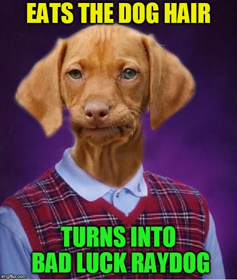 Bad Luck Raydog | EATS THE DOG HAIR TURNS INTO BAD LUCK RAYDOG | image tagged in bad luck raydog | made w/ Imgflip meme maker
