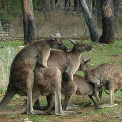 Aussie gangbang kangaroo Blank Meme Template