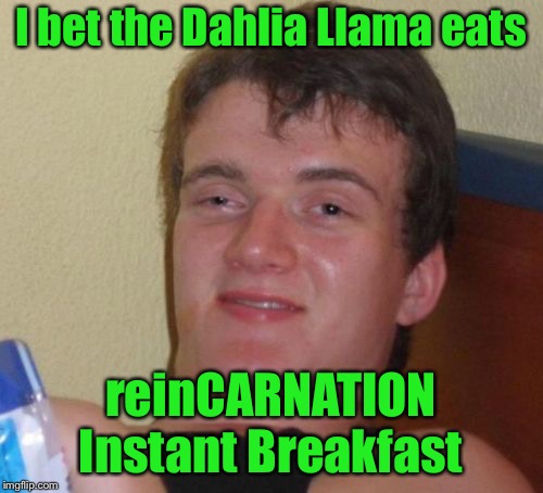 10 Guy Meme |  I bet the Dahlia Llama eats; reinCARNATION Instant Breakfast | image tagged in memes,10 guy | made w/ Imgflip meme maker