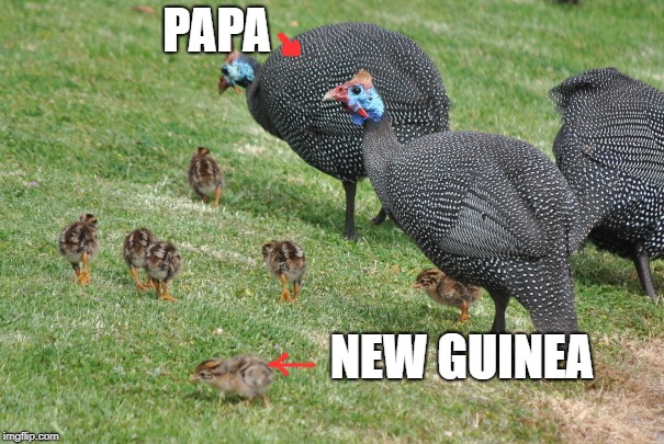Brand New Guinea and Happy Papa. I'm not sure why I failed Social Studies and Geography... | PAPA; NEW GUINEA | image tagged in wildlife,nature,animals,punny,funny memes,family | made w/ Imgflip meme maker