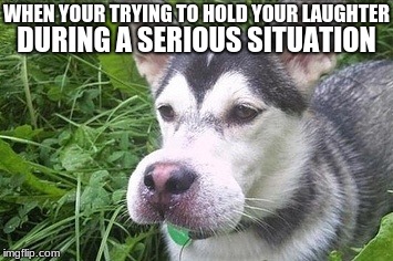 WHEN YOUR TRYING TO HOLD YOUR LAUGHTER; DURING A SERIOUS SITUATION | image tagged in dogs | made w/ Imgflip meme maker