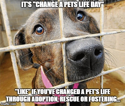 Change A Pet's Life Day | IT'S "CHANGE A PETS LIFE DAY"; "LIKE" IF YOU'VE CHANGED A PET'S LIFE THROUGH ADOPTION, RESCUE OR FOSTERING... | image tagged in dogs,cats,pets,change a pets life,pet holidays | made w/ Imgflip meme maker