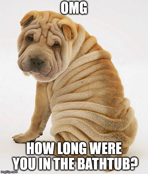 OMG; HOW LONG WERE YOU IN THE BATHTUB? | image tagged in wrinkled dog | made w/ Imgflip meme maker