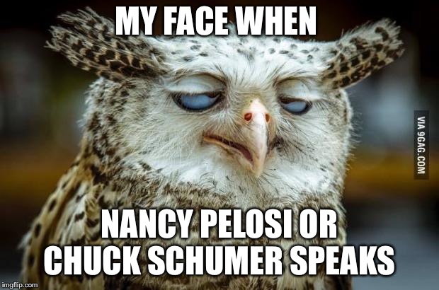 Pleased owl | MY FACE WHEN; NANCY PELOSI OR CHUCK SCHUMER SPEAKS | image tagged in pleased owl | made w/ Imgflip meme maker