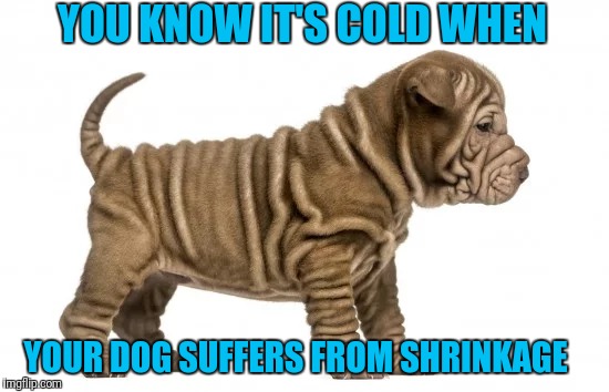 It's cold Outside | YOU KNOW IT'S COLD WHEN; YOUR DOG SUFFERS FROM SHRINKAGE | image tagged in cold weather,cute dog,shrinkage | made w/ Imgflip meme maker