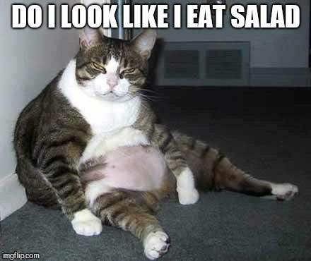 Fat cat | DO I LOOK LIKE I EAT SALAD | image tagged in fat cat | made w/ Imgflip meme maker