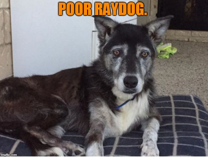 sad old dog | POOR RAYDOG. | image tagged in sad old dog | made w/ Imgflip meme maker