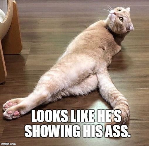 Sexy Cat | LOOKS LIKE HE'S SHOWING HIS ASS. | image tagged in sexy cat | made w/ Imgflip meme maker