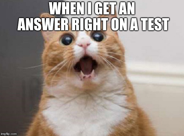 WHEN I GET AN ANSWER RIGHT ON A TEST | image tagged in funny cats,school | made w/ Imgflip meme maker