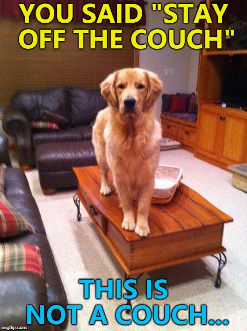 If anyone needs a lawyer... :) | YOU SAID "STAY OFF THE COUCH"; THIS IS NOT A COUCH... | image tagged in coffee table dog,memes,animals,dogs | made w/ Imgflip meme maker