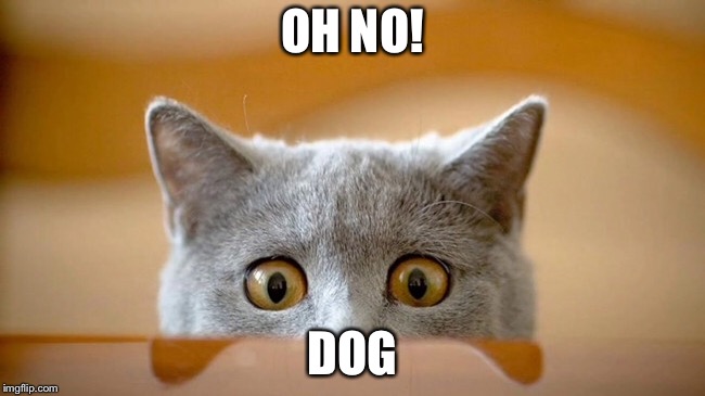 Dog fear | OH NO! DOG | image tagged in cool cat stroll | made w/ Imgflip meme maker