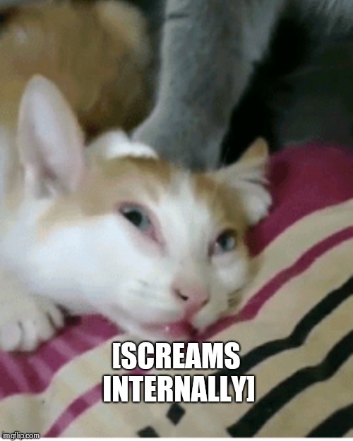 Cat scream | [SCREAMS INTERNALLY] | image tagged in cats,nihilism,depression | made w/ Imgflip meme maker