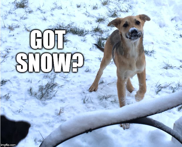 Got Snow? | GOT SNOW? | image tagged in dog,snow,got milk | made w/ Imgflip meme maker