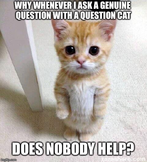 Cute cat could do it?  | WHY WHENEVER I ASK A GENUINE QUESTION WITH A QUESTION CAT; DOES NOBODY HELP? | image tagged in memes,cute cat,help me,or nah,still waiting | made w/ Imgflip meme maker
